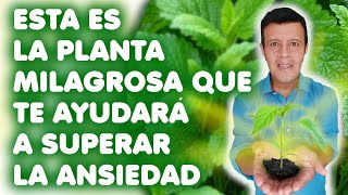 La planta milagrosa que te ayudará a curar la ansiedad [upl. by Ecnerewal676]