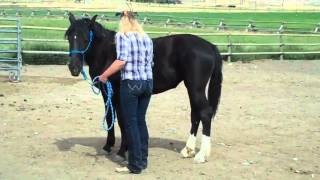 Gentling yearling Mustang KitKat with Anna Twinney Horse whisperer [upl. by Savill]