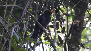 Sabiáuna Turdus flavipes macho cantando [upl. by Oicnedurp]