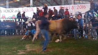 Competencia de toros de reparo Rancheria Morelos Puebla [upl. by Morgan817]