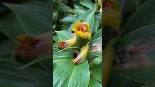 Beautiful Costus Pictus flowers nature garden [upl. by Noivart]