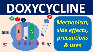 Doxycycline  Mechanism precautions side effects amp uses [upl. by Poppy]