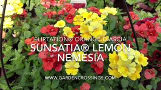 NEMESIA Planter [upl. by Gaynor]