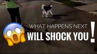 VICIOUS DOG ATTACKS US AT PARK [upl. by Hsirt]