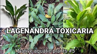 LAGENANDRA TOXICARIAaquarium plant native aquatic plant wild hunt [upl. by Airotna573]