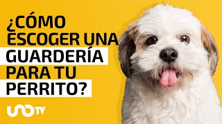 ¿Cómo saber si una guardería es buena para mi perro [upl. by Airym]