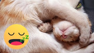 10 horas de música relajante para los gatos 🐱 MÚSICA para DORMIR RELAJAR a GATOS en 5 MINUTOS [upl. by Starr]