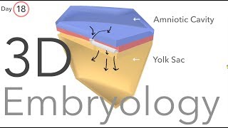 Gastrulation  Embryology [upl. by Refannej]