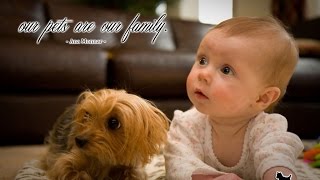 Yorkie Dogs Meeting Babies for the First Time  Yorkie Dog Laughing and Playing Baby Compilation [upl. by Chui]