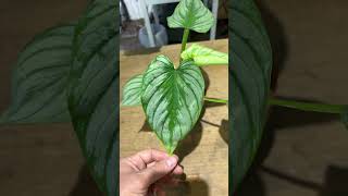 philodendron mamei [upl. by Dorweiler]