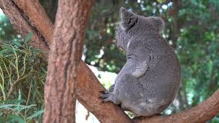 2023 1103  Visited Koala Park Sanctuary in Pennant Hills with Andrew Sony RX10 M4 Pt 1 Koala Voice [upl. by Niliak699]