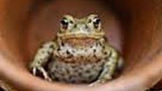 How to Setup an American Toad Tank [upl. by Baler]