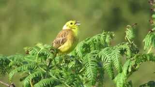 Yellowhammer singing [upl. by Otaner]