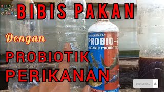 Manfaat bibis pakan dengan Probiotik Probio7 [upl. by Stolzer]