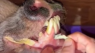 Ingrown Hair Inside Hog’s Gum [upl. by Nna]