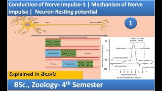 Conduction of Nerve Impulse  Mechanism of Nerve impulse  Neuron Resting potential  HSR Bioinfo [upl. by Anale]