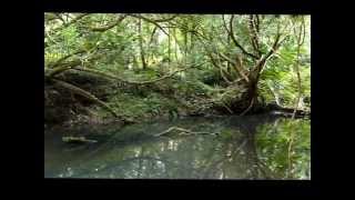 Mebbin National Park Northern NSW Australia  Inside and Outsidewmv [upl. by Nasar909]