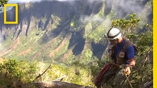 Onward Hawaii Botanist Races to Save Rare Plants  National Geographic [upl. by Aihcsrop]