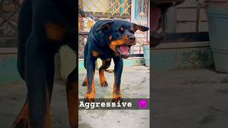 aggressive rottweiler dog barking dog doglover rottweiler doberman aggressive huskydoglovers [upl. by Denzil]