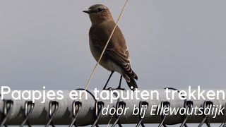 Paapjes en tapuiten trekken door in de inlagen bij Ellewoutsdijk 1337 [upl. by Hogan656]