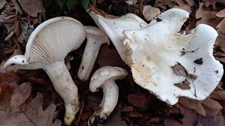 Hygrophorus penariusΕγώ ο Φίλος μου ο Αριστείδης και ο κύριος Μπαρμπατήλος😁26122023 [upl. by Jempty]