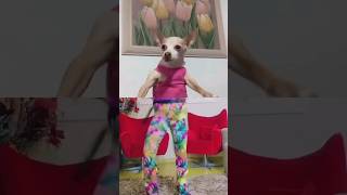 😅 Chihuahua Dance viral dog dance reels memes [upl. by Yasmine]