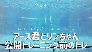 【シャチ】アース君とリンちゃん公開トレーニング前のトレ 名古屋港水族館 [upl. by Maice]