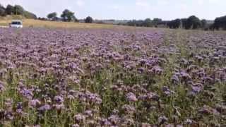 Phacelia flowers in corseul [upl. by Namas553]