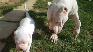 Dogo Argentino playing [upl. by Coletta]