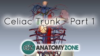 Celiac ArteryTrunk  Part 1  Anatomy Tutorial [upl. by Jaime]