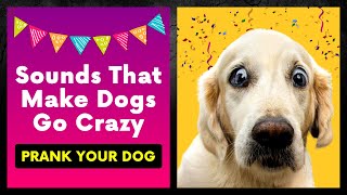 Sounds That Make Dogs Go Crazy  Prank your dog [upl. by Ayekahs917]