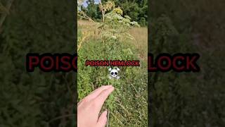 Beware of Poison Hemlock and Water Hemlock when foraging [upl. by Eynobe]