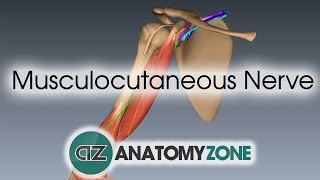 Musculocutaneous Nerve  3D Anatomy Tutorial [upl. by Arnie]