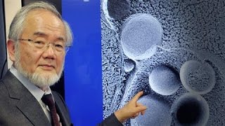 SelfEating Cell Research Wins Nobel in Medicine [upl. by Edlitam848]