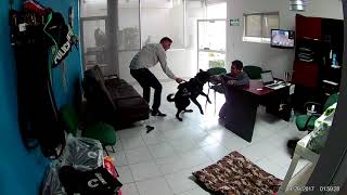 Asalto frustrado por perro entrenado [upl. by Deirdra]