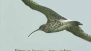 Curlew Capers and song [upl. by Minerva]