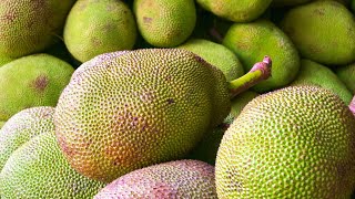 Jackfruit Tree Artocarpus heterophyllus [upl. by Goebel387]