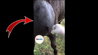 Massive Abscess on horse [upl. by Benedic]