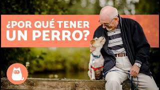 10 BENEFICIOS de TENER un PERRO 🐶✅  ¿Por qué Adoptar un Perro [upl. by Adnol]