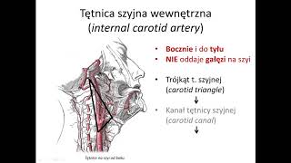 Tętnica szyjna wewnętrzna wstęp [upl. by Atikahc427]