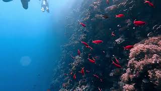 Wall of elphinstone reef [upl. by Graham]