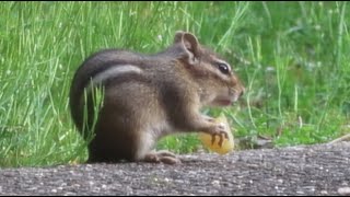 Chipmunk devours grape [upl. by Sajet]