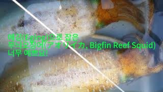 에깅Eging으로 잡은 무늬오징어アオリイカ Bigfin Reef Squid너무 예쁘요 [upl. by Lemmor]