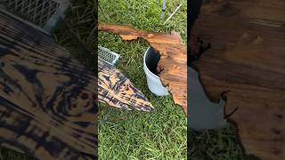 Staining and shellac on pallet wood art florida woodworking scrollsaw palletwood [upl. by Eniamerej803]