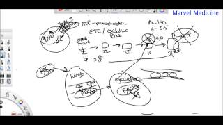 Ischemia and Reperfusion injury [upl. by Annavas603]