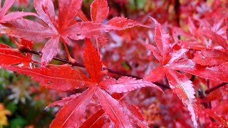 Les érables du japon au jardin et sur la terrasse [upl. by Posehn]