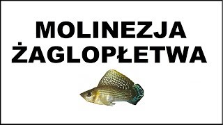 Molinezja żaglopłetwa  fakty i mity Poecilia velifera Akwarium [upl. by Anpas]