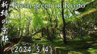 GW真っ只中、新緑の京都へ202454）Freshgreen in Kyoto kyoto japan 8k [upl. by Derk208]