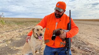 Believet Bird Dogs Flush South Dakota Pheasants  The Flush Season 12 Episode 1 [upl. by Sunil762]