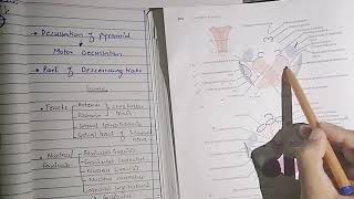 Level of pyramidal decussation and lemnisci decussation  Internal structure of medulla part 2 [upl. by Kavanaugh]